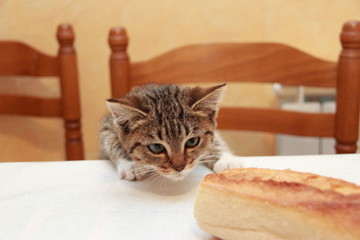 Chaton à table