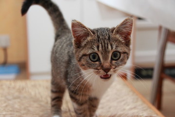 Chaton