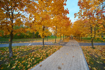 Maple alley in Moscow