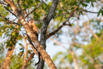 Wild Brown Capuchin Monkeys tree  climber 