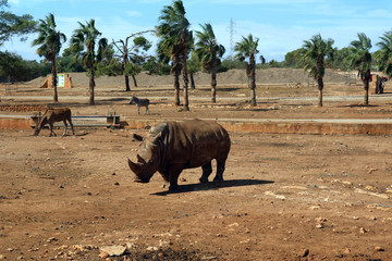 rhinoceros in Majorca