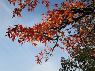 red maple tree in autumn