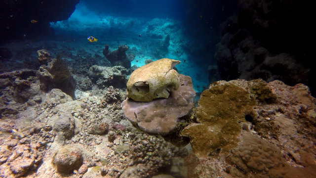 Egypt - Red Sea - Fury Shoals underwater cave and turtle skull - raw image