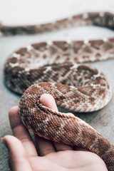 Rattle snake. Dangerous animals closeup. Touching snake.