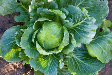 Cabbages grown in the village. Organic vegetables from the garden. Fresh green cabbage from farm...