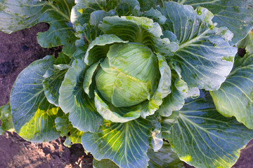 Cabbages grown in the village. Organic vegetables from the garden. Fresh green cabbage from farm field