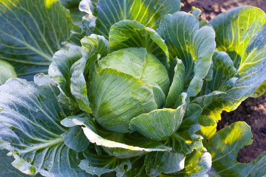 Cabbages grown in the village. Organic vegetables from the garden. Fresh green cabbage from farm field