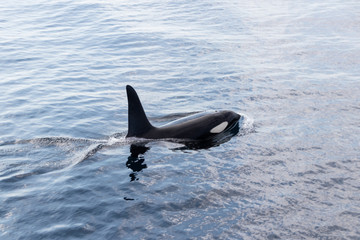 Fototapeta premium Schwertwal bei Andenes Norwegen