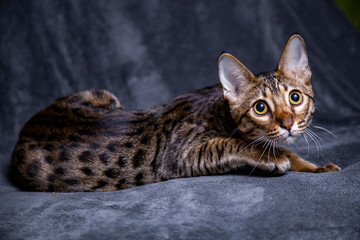 Large kitten breed Savannah, close-up.