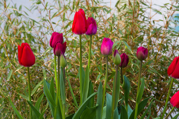 Red Tulips with grassy background.