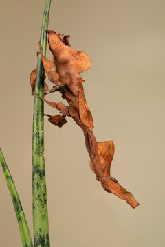 Ghost Mantis (Phyllocrania paradoxa) showing leaf like camouflage