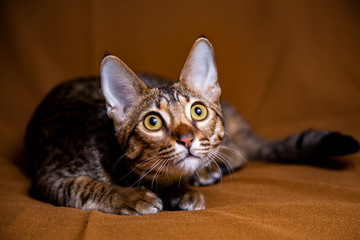 Large kitten breed Savannah, close-up.