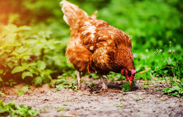 chicken and rooster on a farm