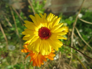 yellow flower