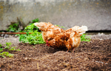 chicken and rooster on a farm