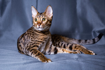 Large kitten breed Savannah, close-up.