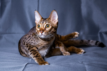 Large kitten breed Savannah, close-up.