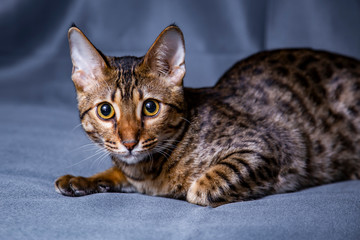 Large kitten breed Savannah, close-up.