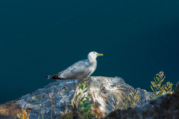 a Seagull sitting on top of a cliff against the blue water