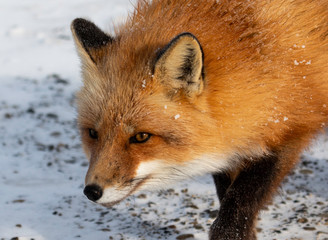Red Fox Head Down