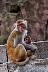Mother monkey feeding a baby monkey