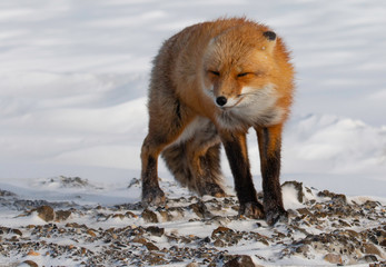 Red Fox Wind in Face