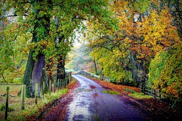 Fototapeta premium Autumn Lane