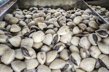 Asiatic hard clam at supermarket frozen food cabinet