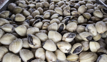 Asiatic hard clam at supermarket frozen food cabinet