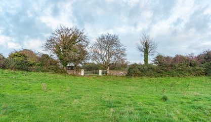 tree in field