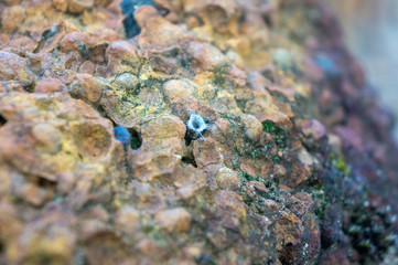 Rock