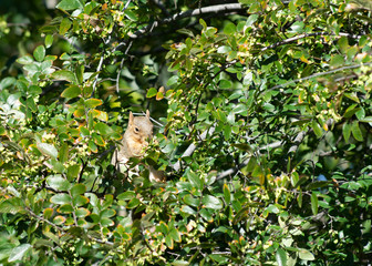 Hiding Squirrel