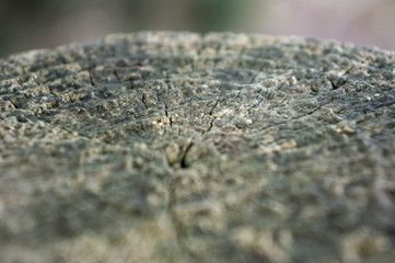 Log