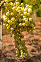 Vendimia uva blanca pugliese Italia