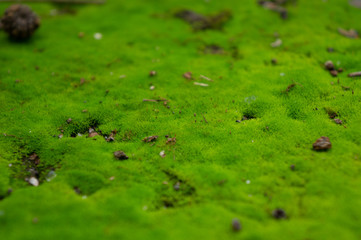 Moss