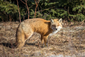 Naklejka na ściany i meble red fox resting in field 