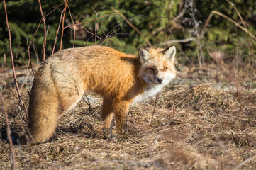 Naklejka na ściany i meble red fox resting in field 