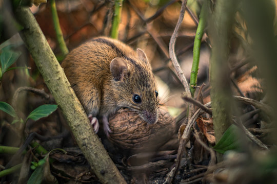 mysz polna z orzechem włoskim