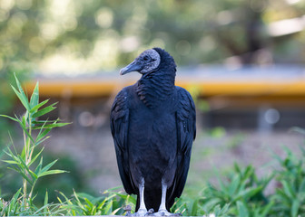 Turkey Vulture © MasterPhotographyLG