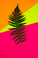Green fern branches on multi-colored background. Pop-op style.