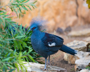 Victoria Crowned Pidgeon