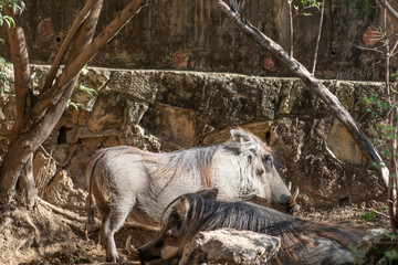 Fototapeta premium Warthogs