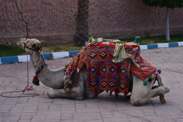 camel in the desert