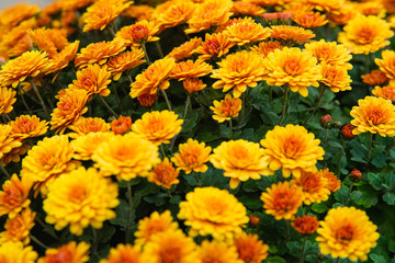 Chrysanthemums small bush autumn bloom