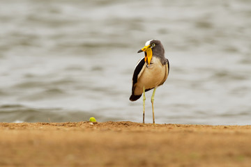 White-headed Lapwing - Vanellus albiceps or white-crowned lapwing, white-headed plover or white-crowned plover is a medium-sized wader. It is resident throughout tropical Africa