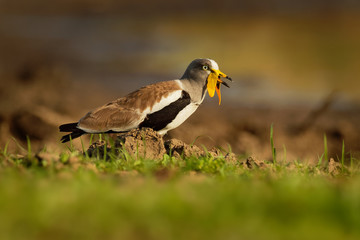 White-headed Lapwing - Vanellus albiceps or white-crowned lapwing, white-headed plover or...
