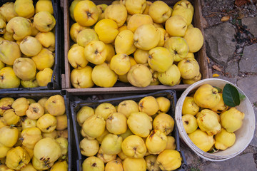 Ripe quinces in boxes