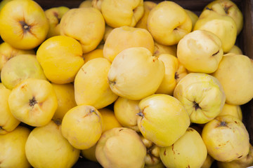 Juicy ripe quince in a box close-up