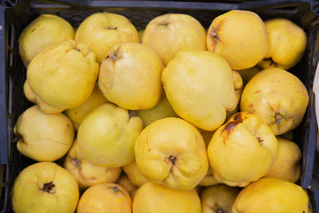 Juicy ripe quince in a box close-up