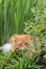 Beautiful red cat lies in green grass in garden